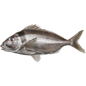 Tarakihi Whole - Price $17.90 Per KG
