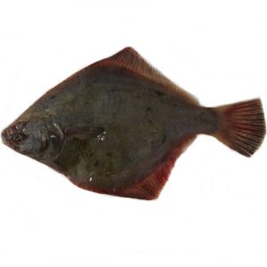 Sand Flounder Whole - Price $24.90 Per KG